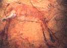 Cervo, 12.000 a.c. - grotte di Altamira in Spagna